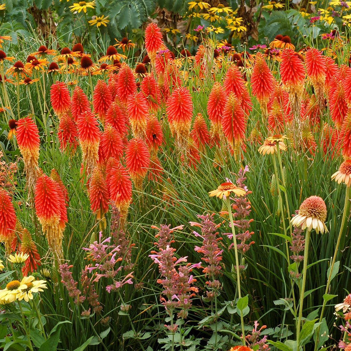 Kniphofia 'Papaya Popsicle' ~ Papaya Popsicle Torch Lily, Red-Hot Poker-ServeScape