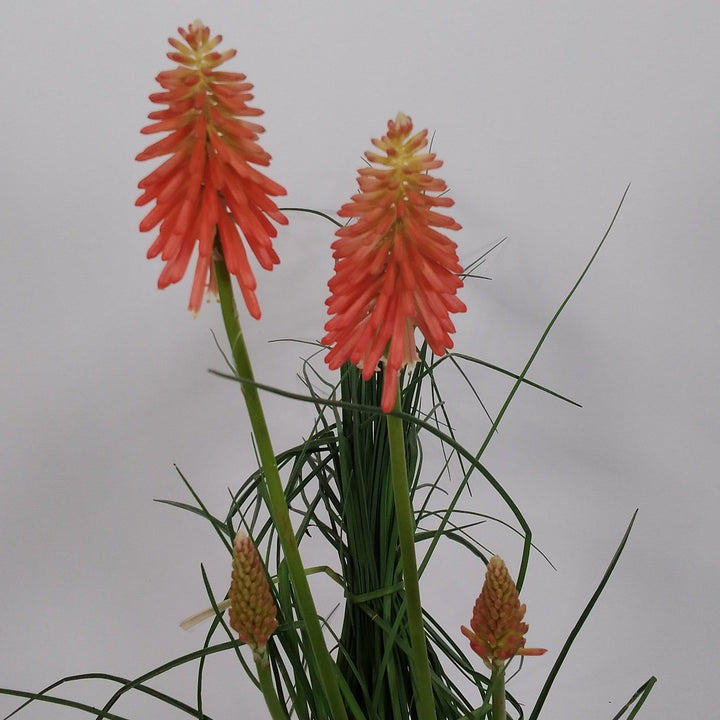 Kniphofia 'Papaya Popsicle' ~ Papaya Popsicle Torch Lily, Red-Hot Poker-ServeScape