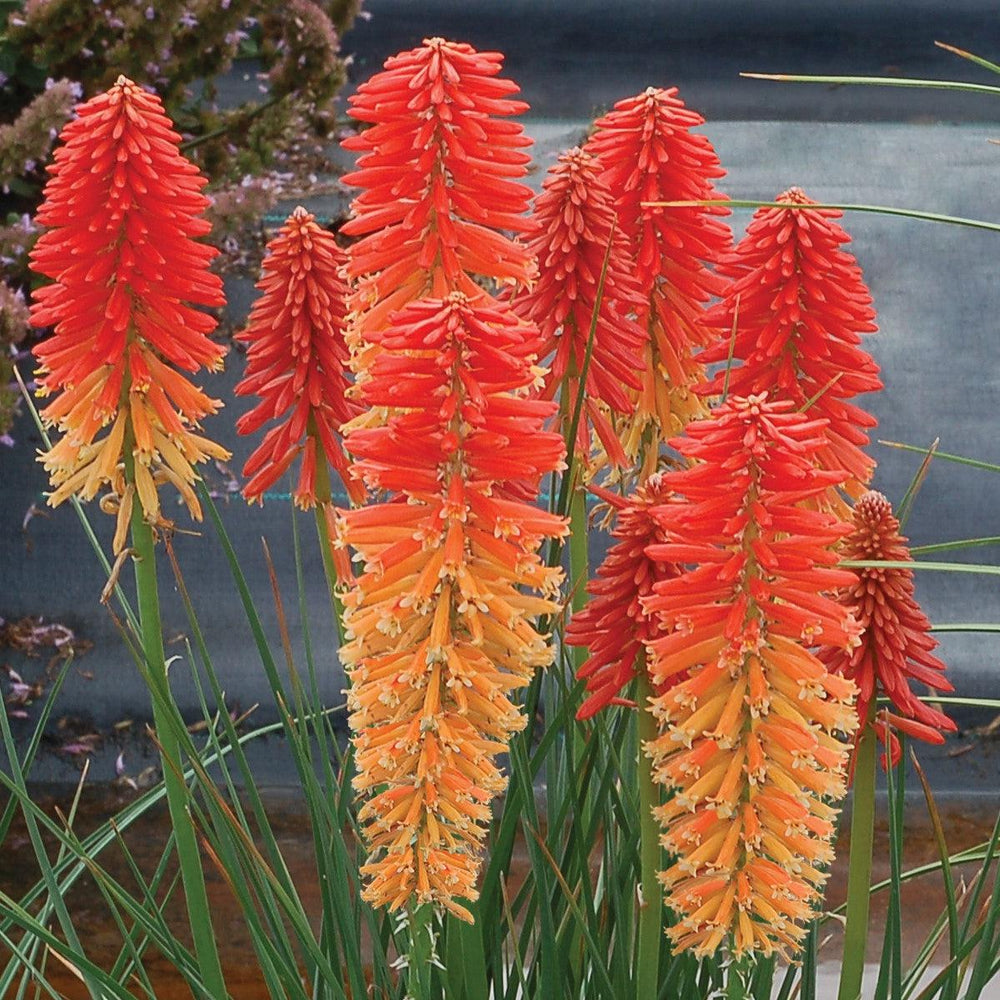 Kniphofia 'Poco Sunset' PP #28,464 ~ Poco™ Sunset Dwarf Red Hot Poker, Torch Lily-ServeScape