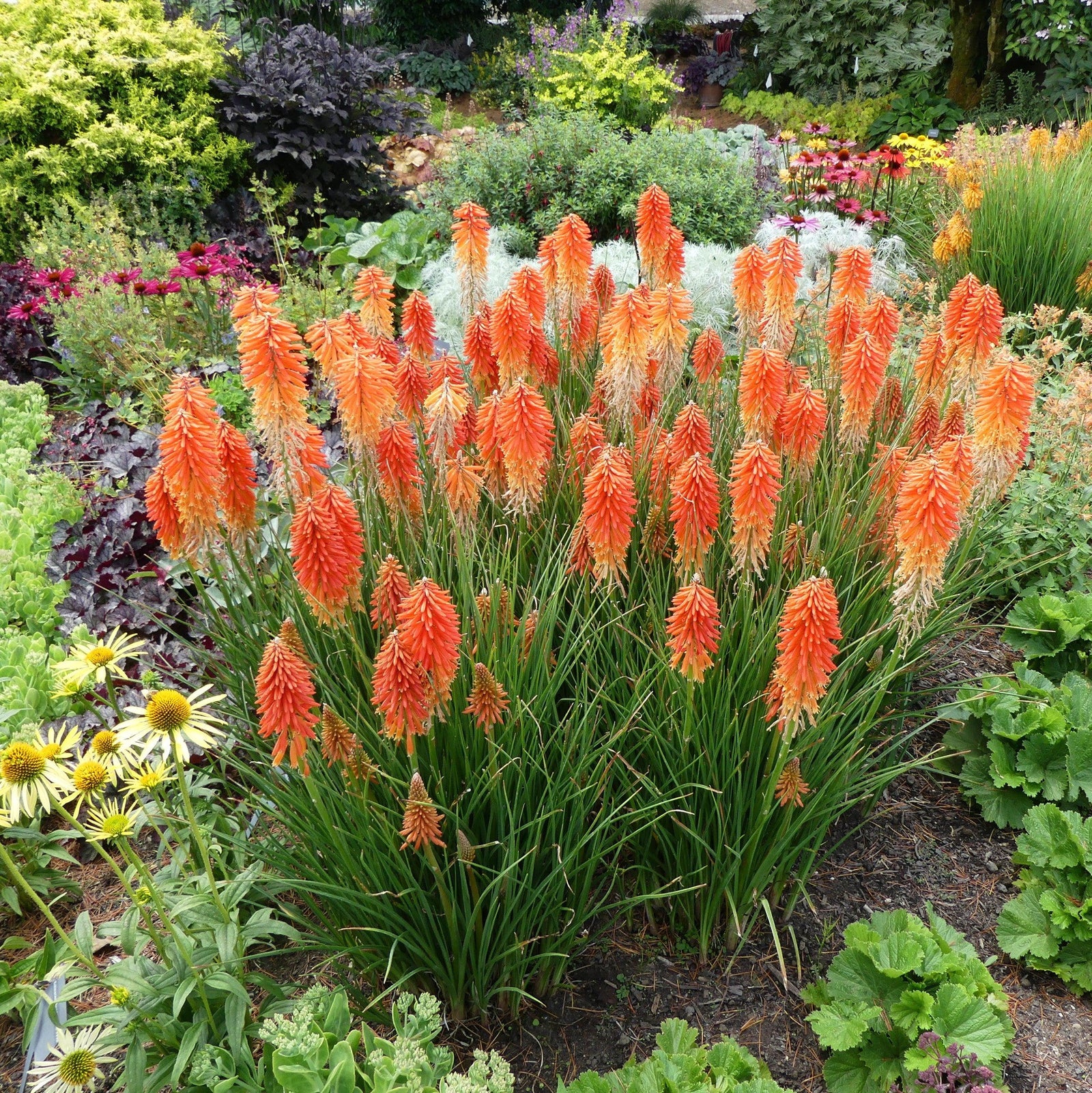 Kniphofia 'Poco Sunset' PP #28,464 ~ Poco™ Sunset Dwarf Red Hot Poker, Torch Lily-ServeScape