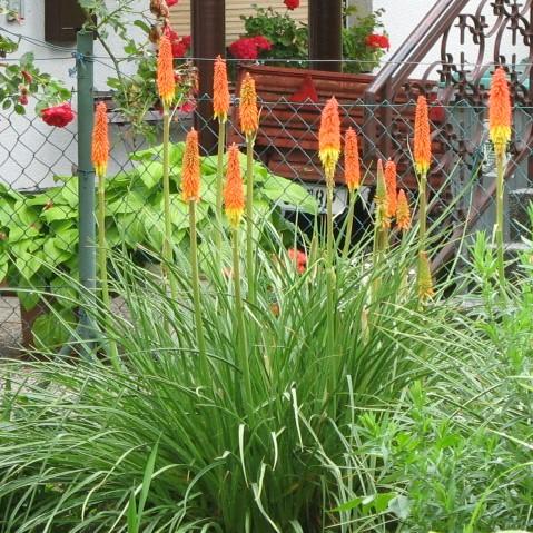 Kniphofia uvaria 'Alcazar' ~ Alcazar Red-Hot Poker, Torch Lily-ServeScape