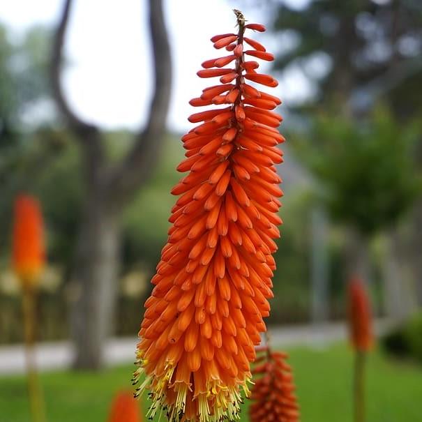 Kniphofia uvaria 'Alcazar' ~ Alcazar Red-Hot Poker, Torch Lily-ServeScape