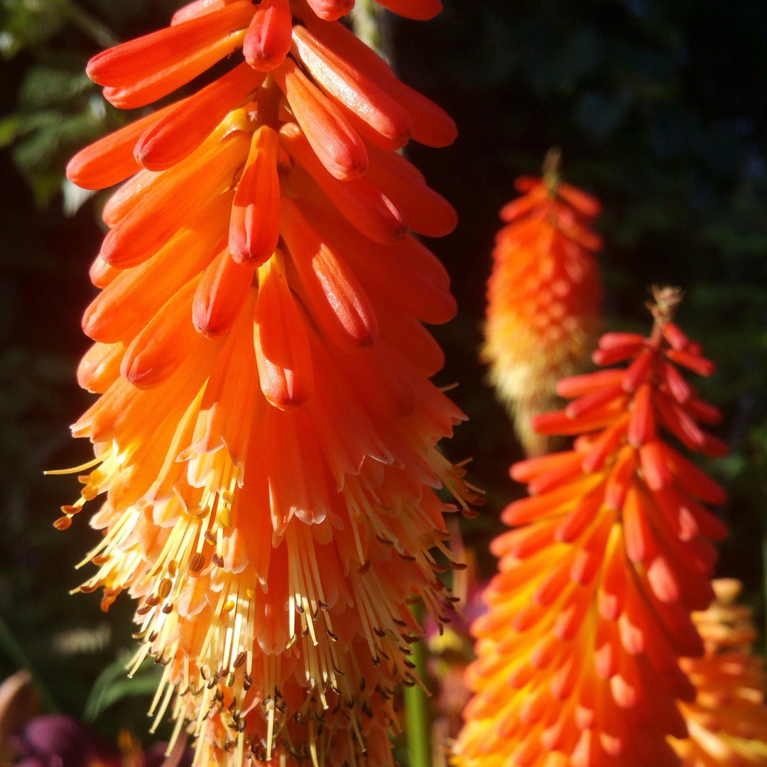 Kniphofia uvaria 'Alcazar' ~ Alcazar Red-Hot Poker, Torch Lily-ServeScape