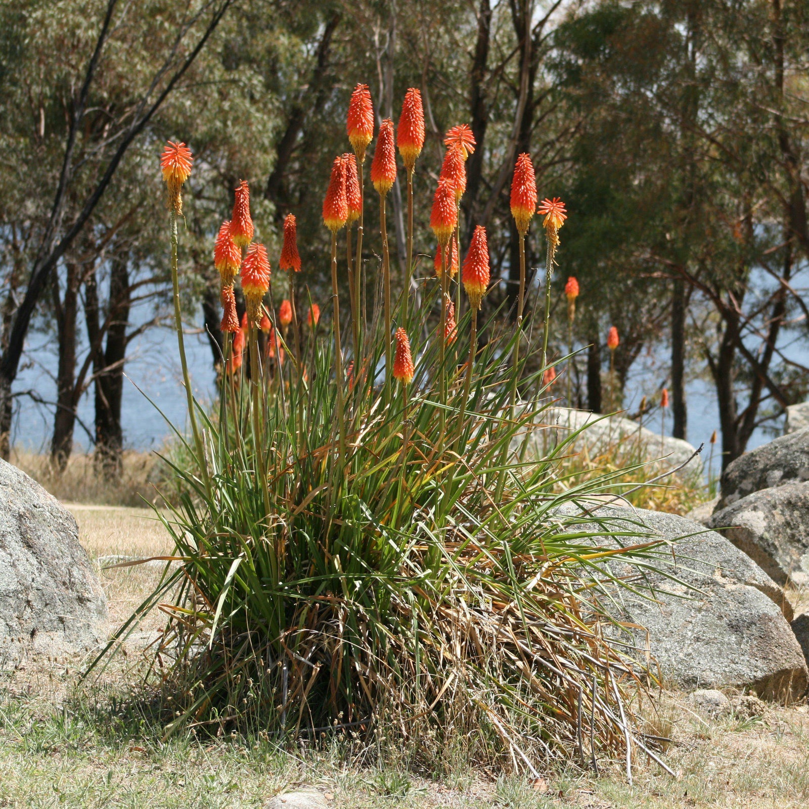 Kniphofia uvaria 'Alcazar' ~ Alcazar Red-Hot Poker, Torch Lily-ServeScape