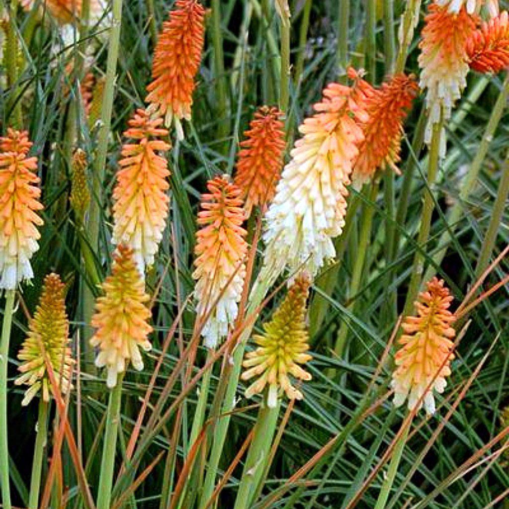 Kniphofia uvaria 'Echo Duo' pp24508 ~ Echo Duo Red-Hot Poker, Torch Lily