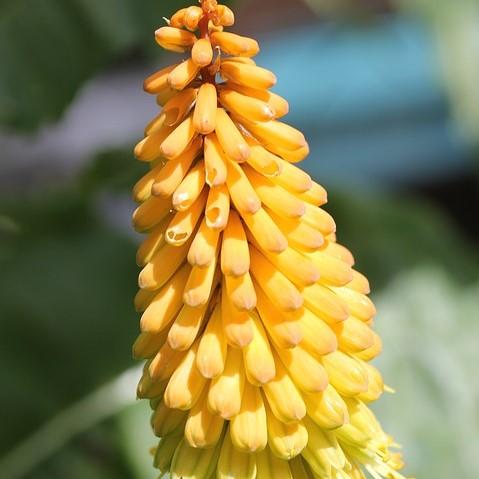 Kniphofia uvaria 'Echo Mango' pp21706 ~ Echo Mango Red-Hot Poker, Torch Lily