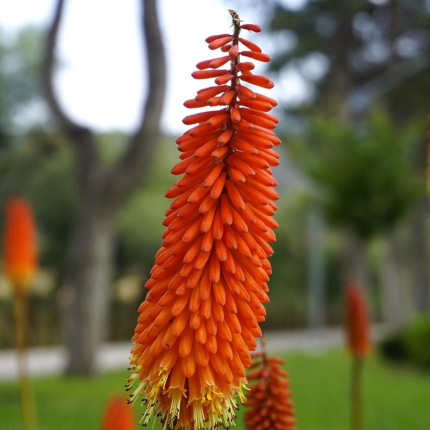 Kniphofia uvaria 'Echo Rojo' pp22791 ~ Echo Rojo Red-Hot Poker, Torch Lily