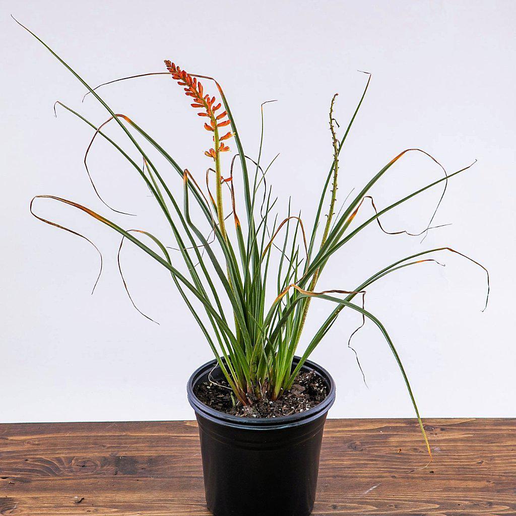 Kniphofia uvaria 'Echo Rojo' pp22791 ~ Echo Rojo Red-Hot Poker, Torch Lily