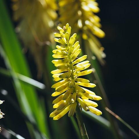 Kniphofia uvaria 'Echo Yellow' pp27418 ~ Echo Yellow Red-Hot Poker, Torch Lily