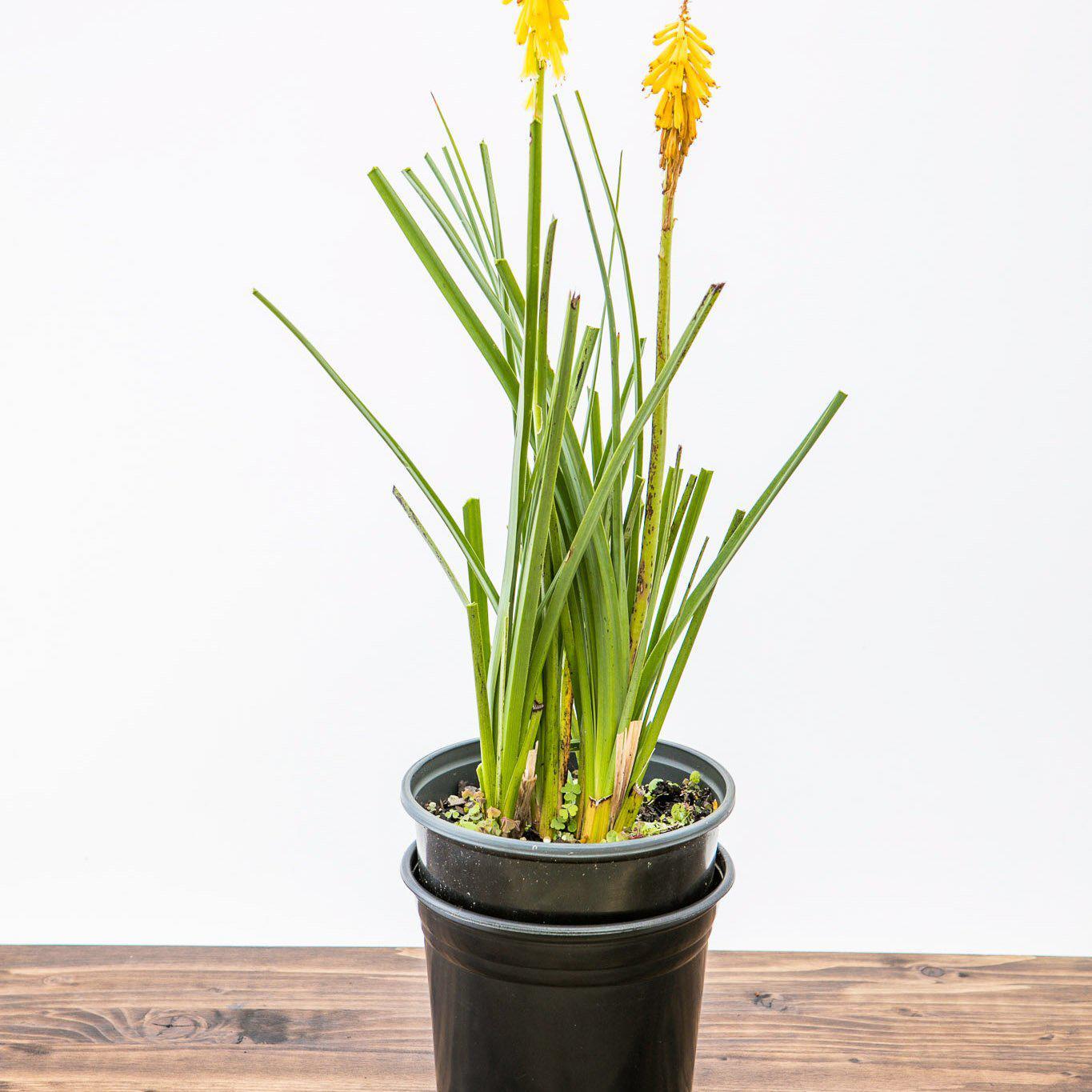 Kniphofia uvaria 'Echo Yellow' pp27418 ~ Echo Yellow Red-Hot Poker, Torch Lily