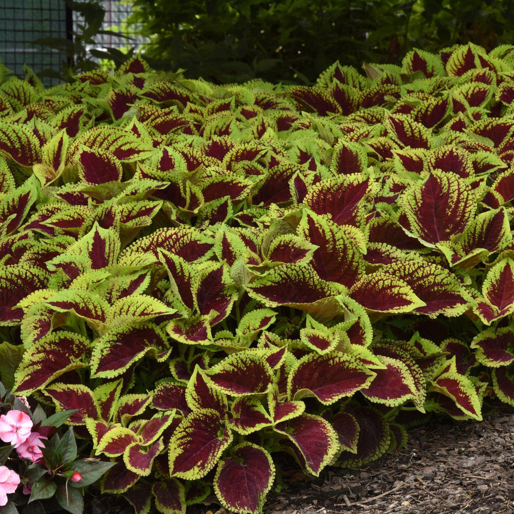 Solenostemon 'PAS904512' ~ Kong Jr.™ Scarlet Improved Coleus-ServeScape
