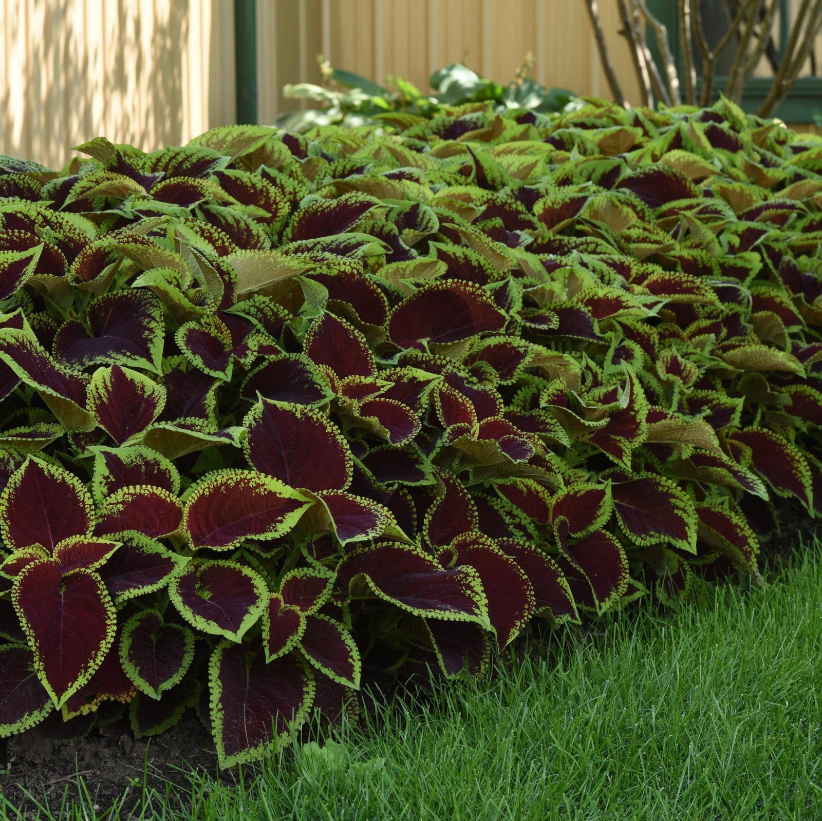Solenostemon 'PAS904512' ~ Kong Jr.™ Scarlet Improved Coleus-ServeScape