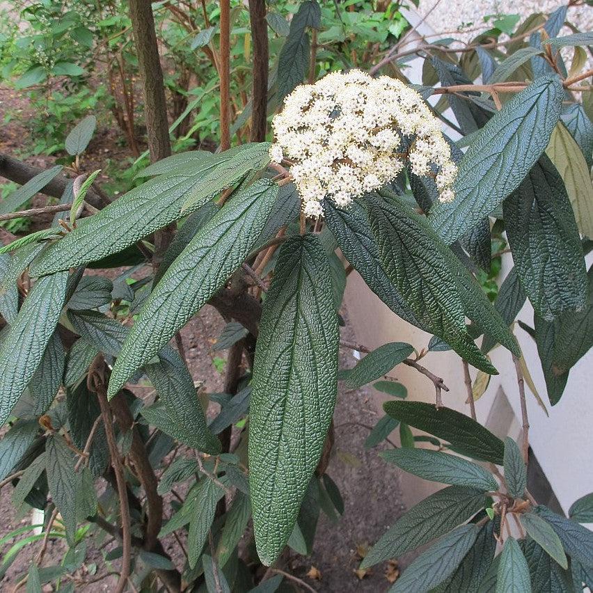 Viburnum rhytidophyllum ~ Leatherleaf Viburnum-ServeScape