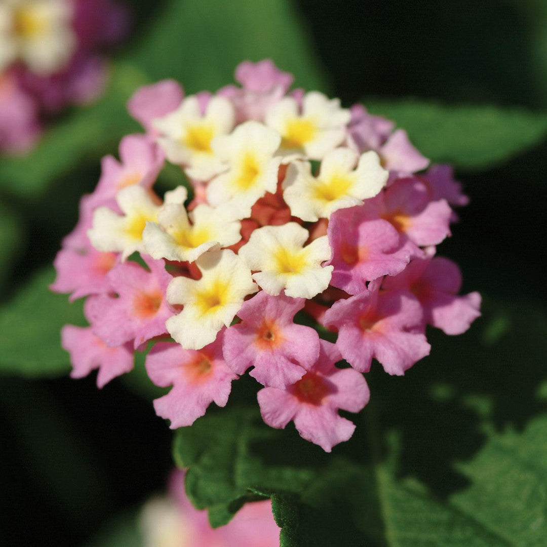 Lantana camara 'Balandroglim' ~ Landmark™ Rose Glow Lantana-ServeScape
