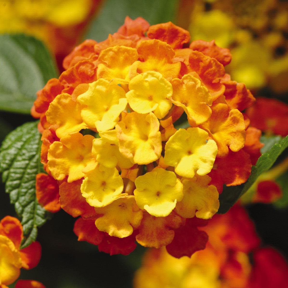 Lantana camara 'Balandcit' ~ Landmark™ Citrus Lantana-ServeScape