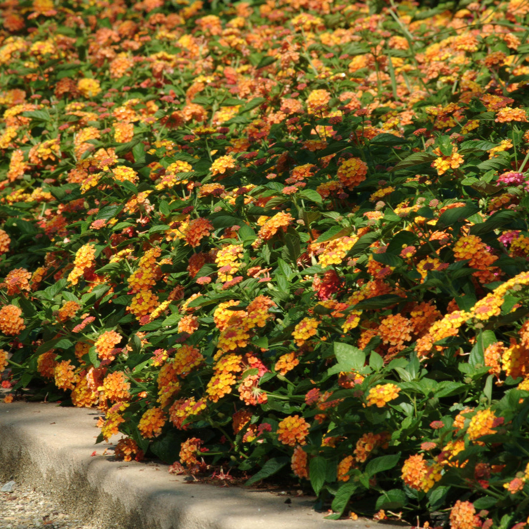 Lantana camara 'Balandcit' ~ Landmark™ Citrus Lantana-ServeScape