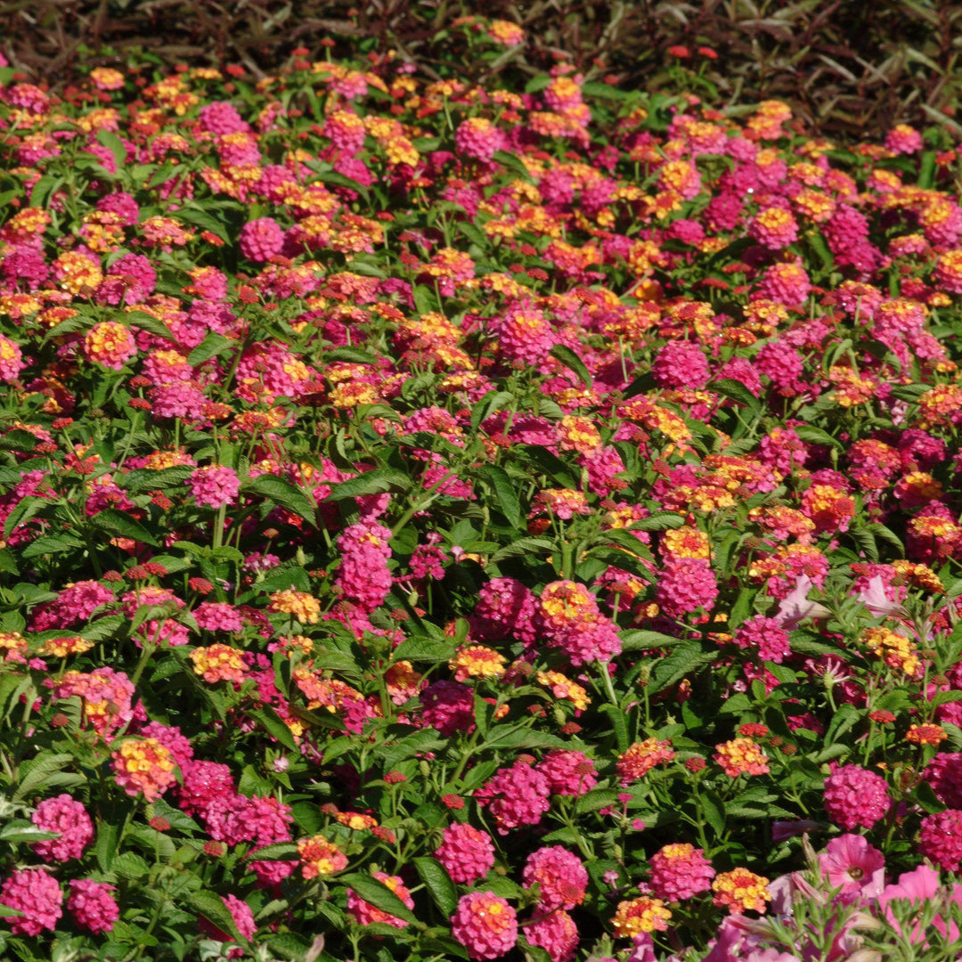 Lantana camara 'Balandsunrim' ~ Landmark™ Sunrise Rose Lantana-ServeScape