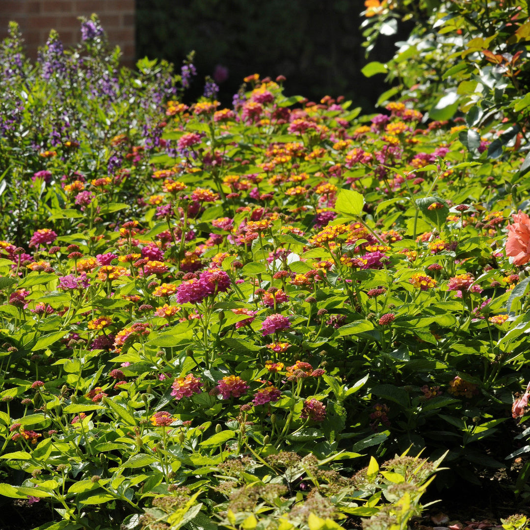 Lantana camara 'Balandsunrim' ~ Landmark™ Sunrise Rose Lantana-ServeScape