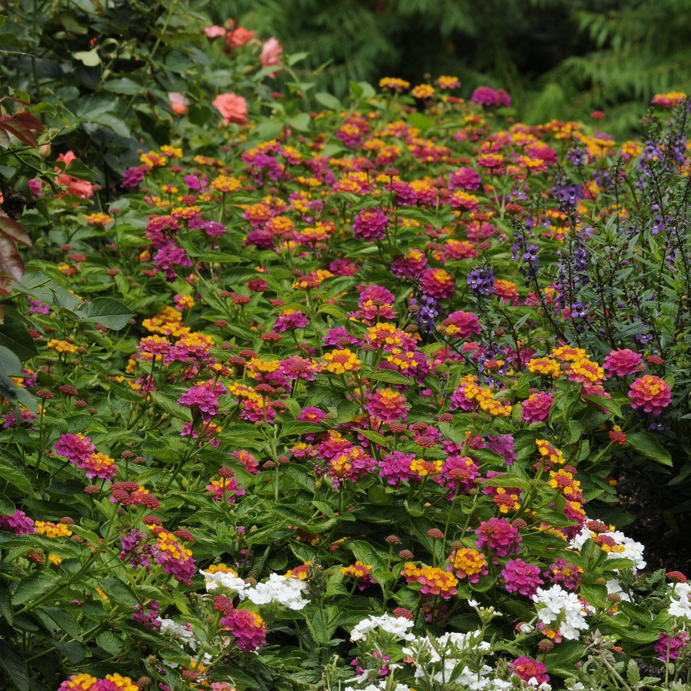 Lantana camara 'Balandrise' ~ Lucky™ Sunrise Rose Lantana-ServeScape