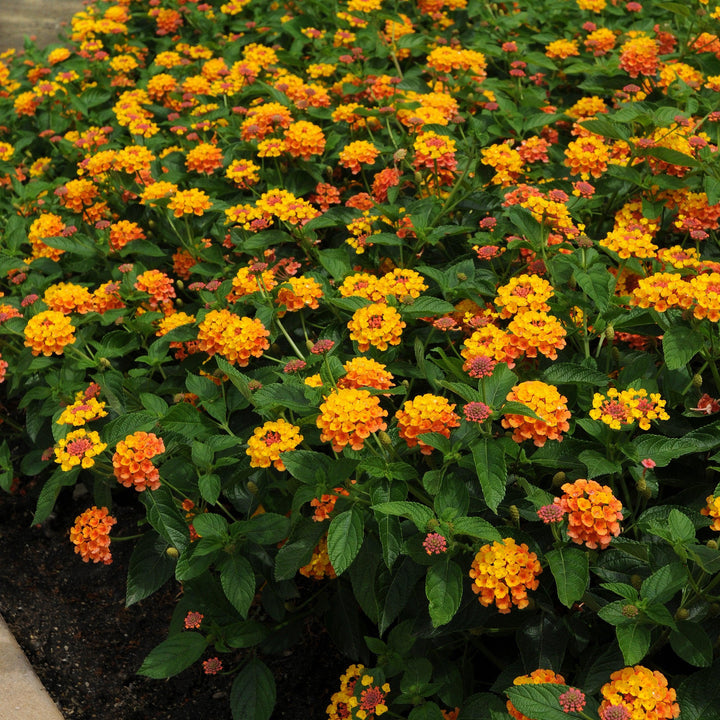 Lantana camara 'Balandcit' ~ Landmark™ Citrus Lantana-ServeScape