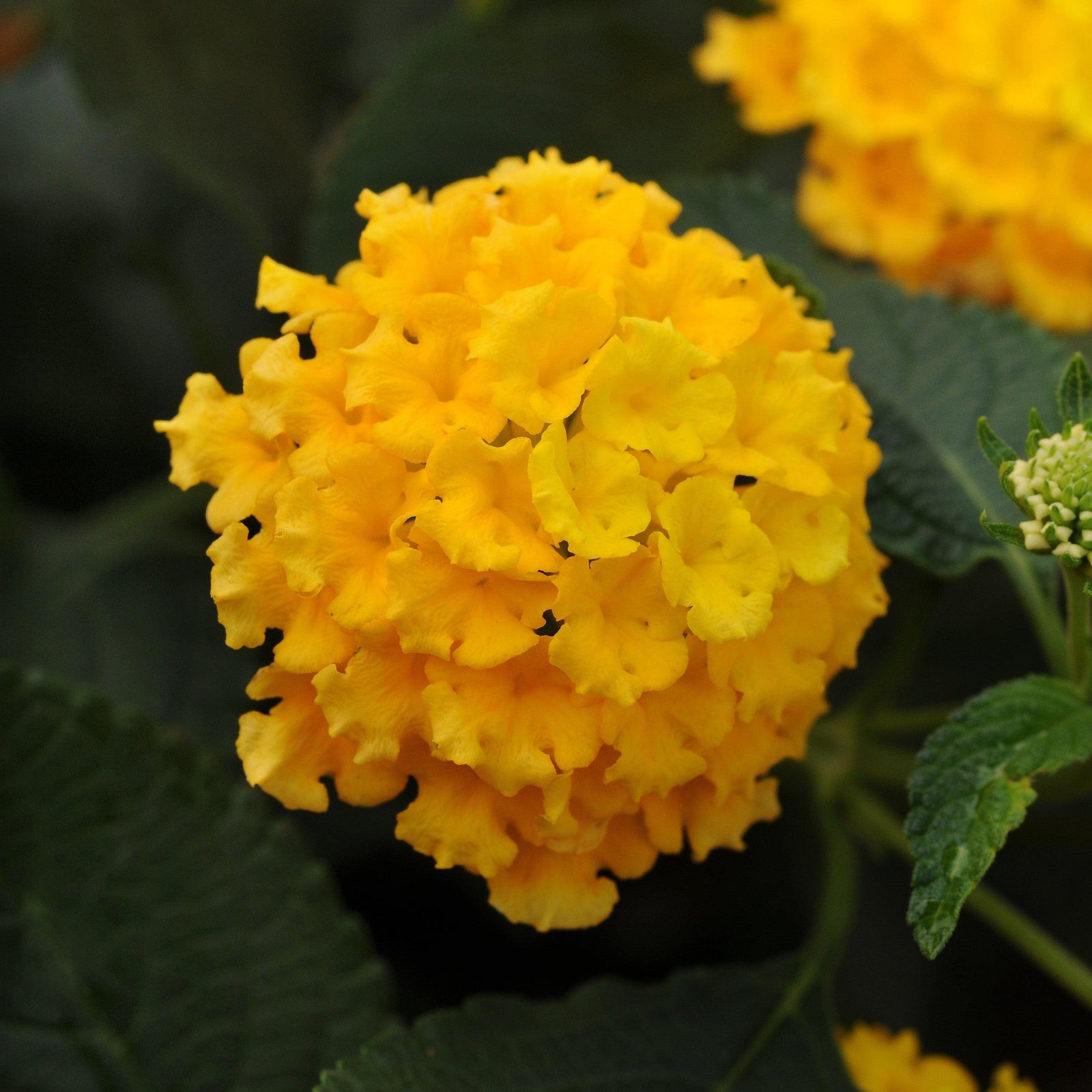 Lantana camara 'Balucyell' ~ Landmark™ Yellow Lantana-ServeScape