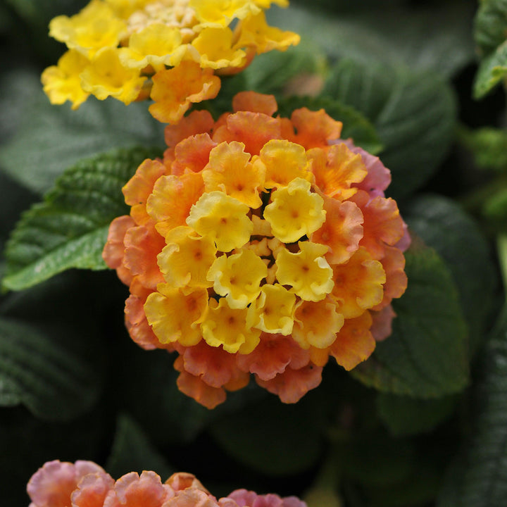 Lantana camara 'Balluceagl' ~ Little Lucky™ Peach Glow Lantana-ServeScape