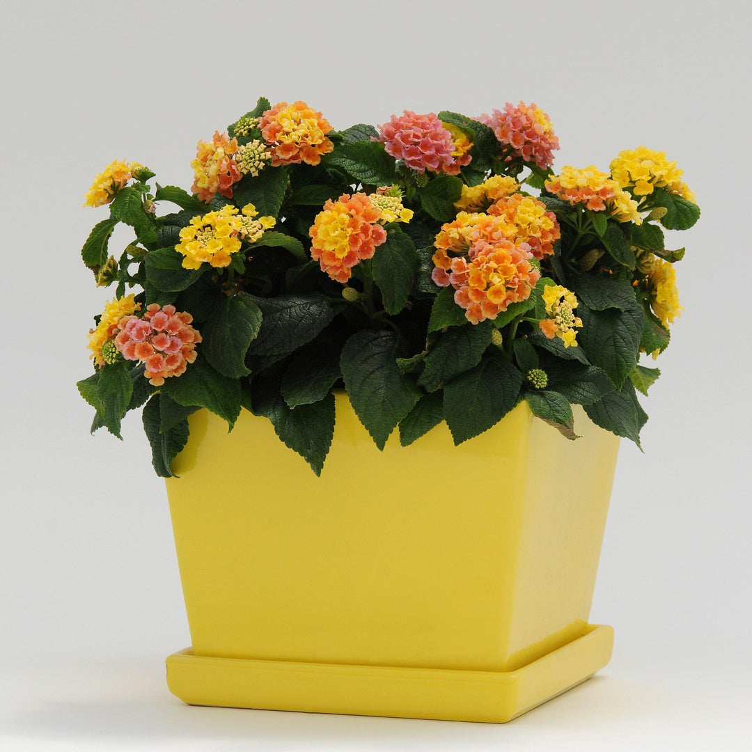 Lantana camara 'Balluceagl' ~ Little Lucky™ Peach Glow Lantana-ServeScape