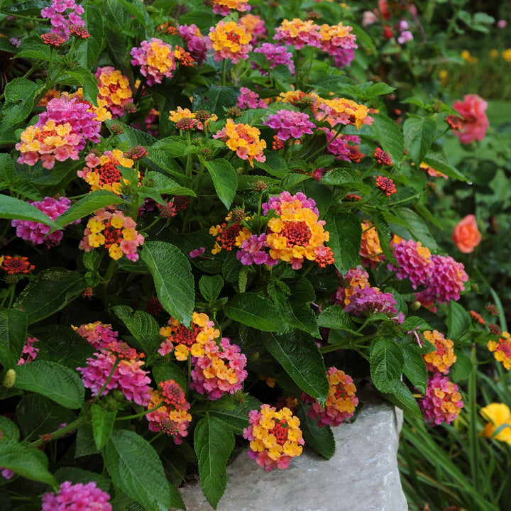 Lantana camara 'Balandsunrim' ~ Landmark™ Sunrise Rose Lantana-ServeScape