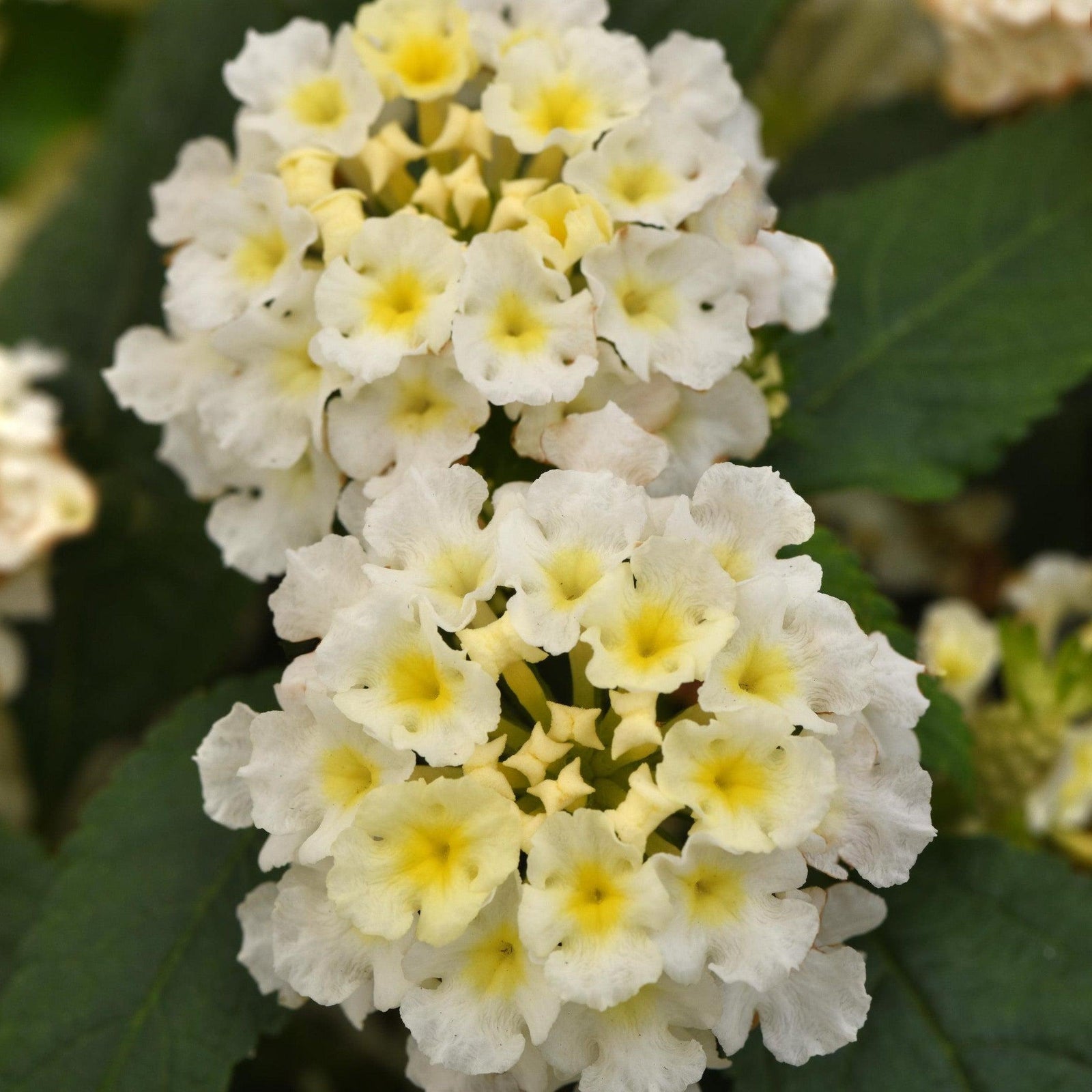 Lantana camara 'Ballucwitim' ~ Little Lucky™ White Lantana-ServeScape