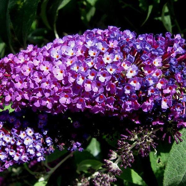 Buddleia ‘Tobud0802’ ~ Buzz™ Magenta Improved Butterfly Bush-ServeScape