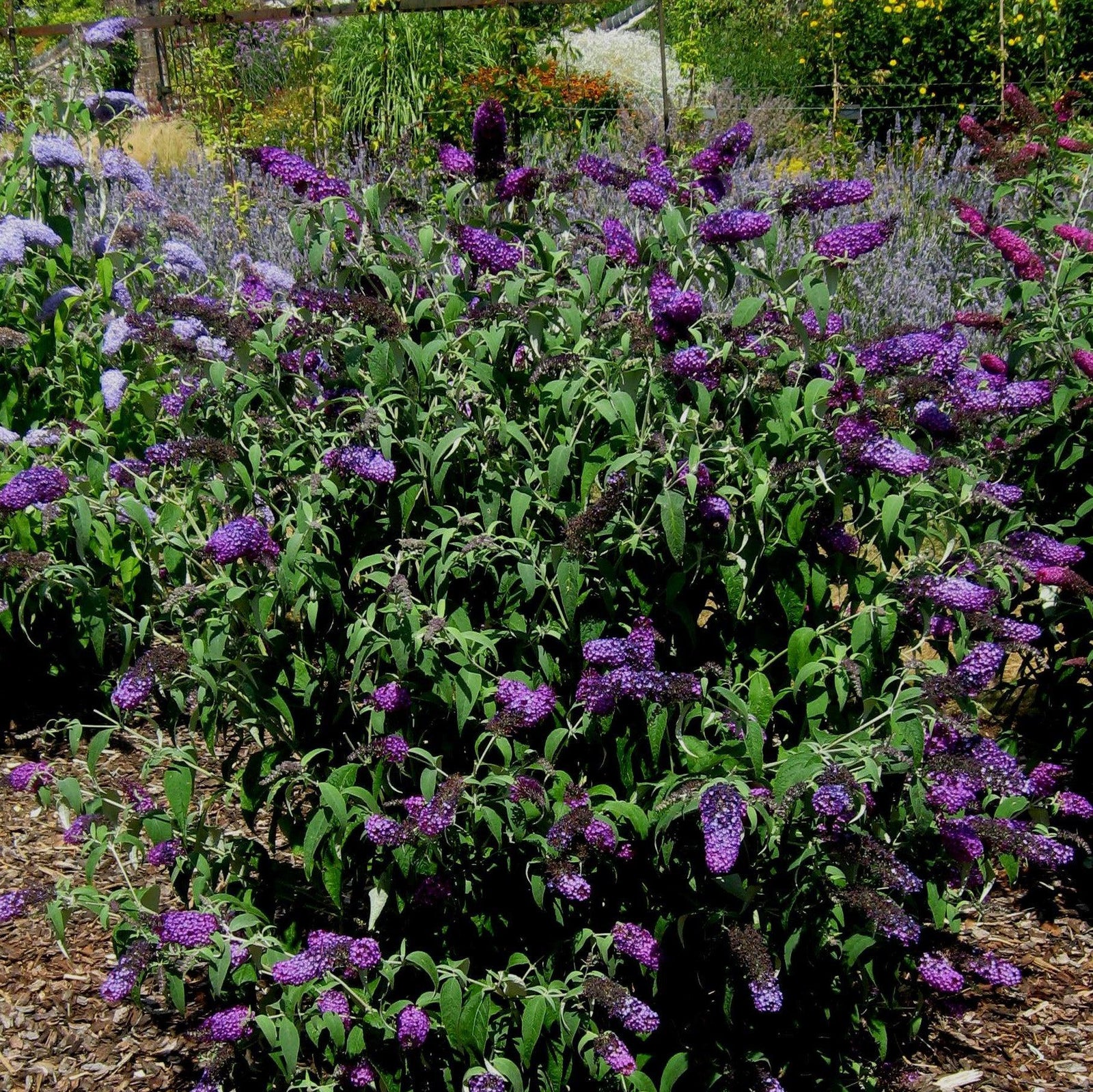 Buddleia ‘Tobud0802’ ~ Buzz™ Magenta Improved Butterfly Bush-ServeScape
