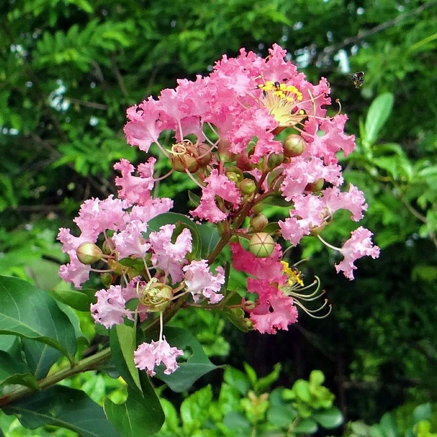Lagerstroemia 'Choctaw' ~ Choctaw Crape Myrtle-ServeScape