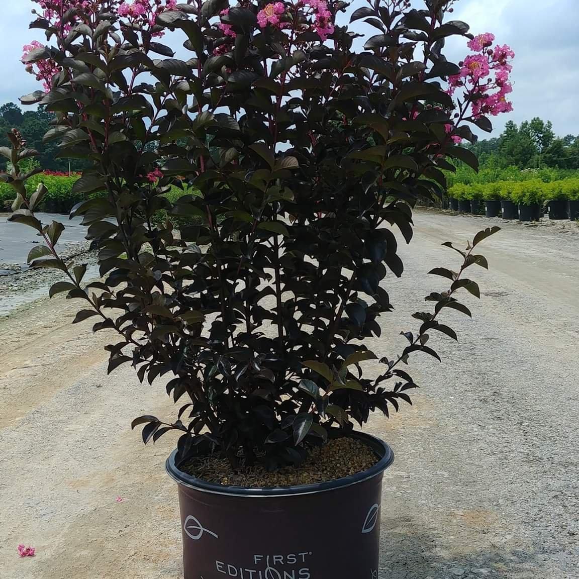 Lagerstroemia 'Coral Magic' PP9332 ~ Coral Magic Crape Myrlte - Delivered By ServeScape