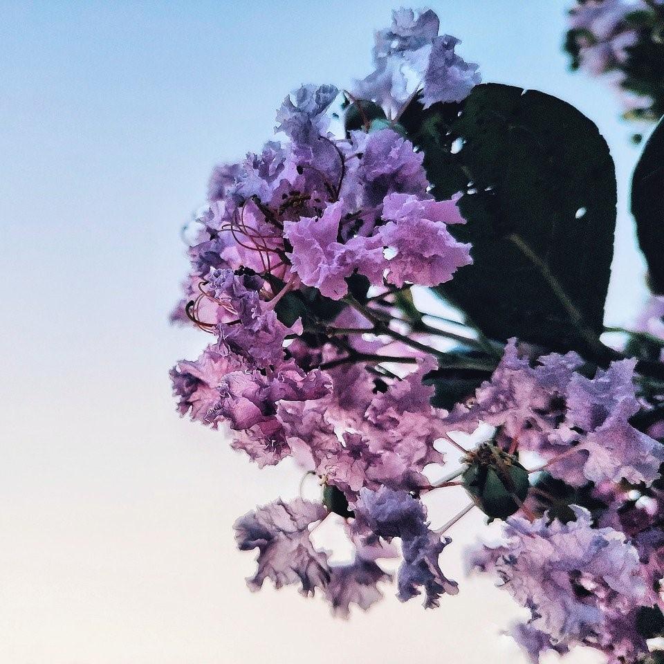 Lagerstroemia 'JD818' ~ Early Bird™ Lavender Crapemyrtle - Delivered By ServeScape