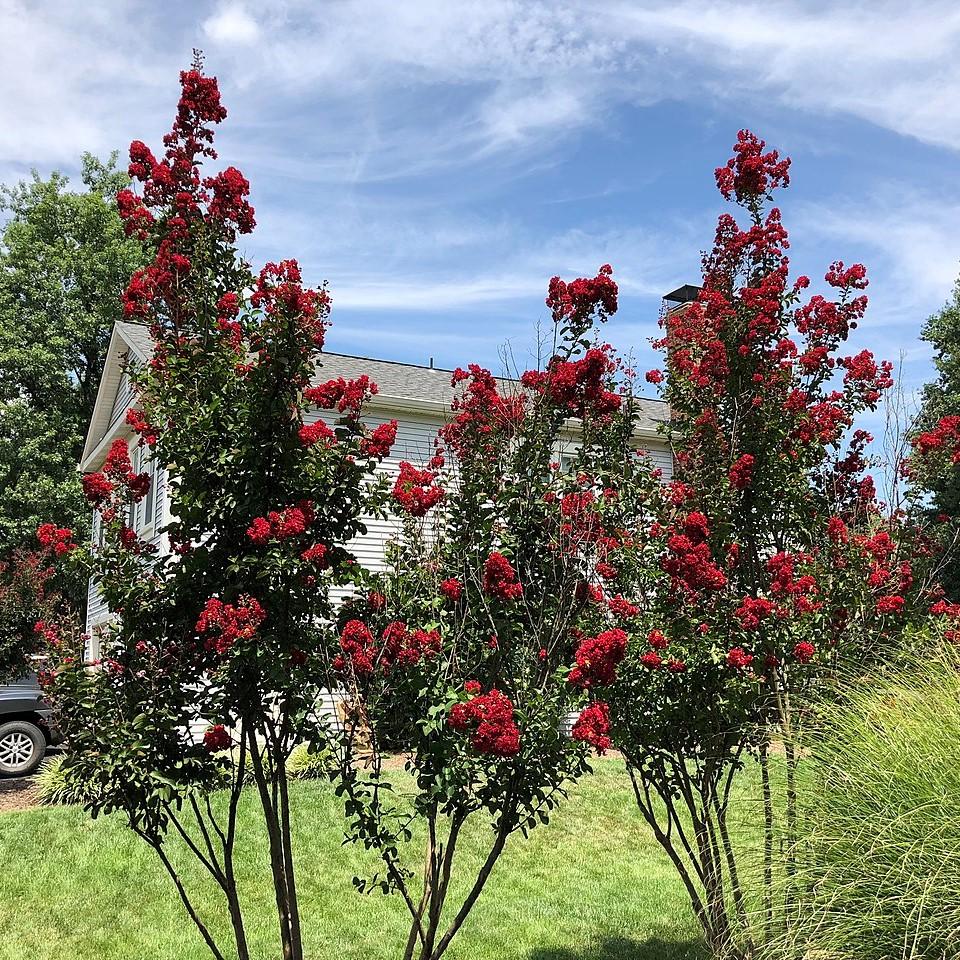 Lagerstroemia 'Miss Frances' ~ Miss Frances Crape Myrtle-ServeScape