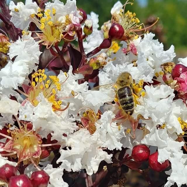 Lagerstroemia 'PIILAG-IV' ~ Moonlight Magic™ Crape Myrtle - Delivered By ServeScape