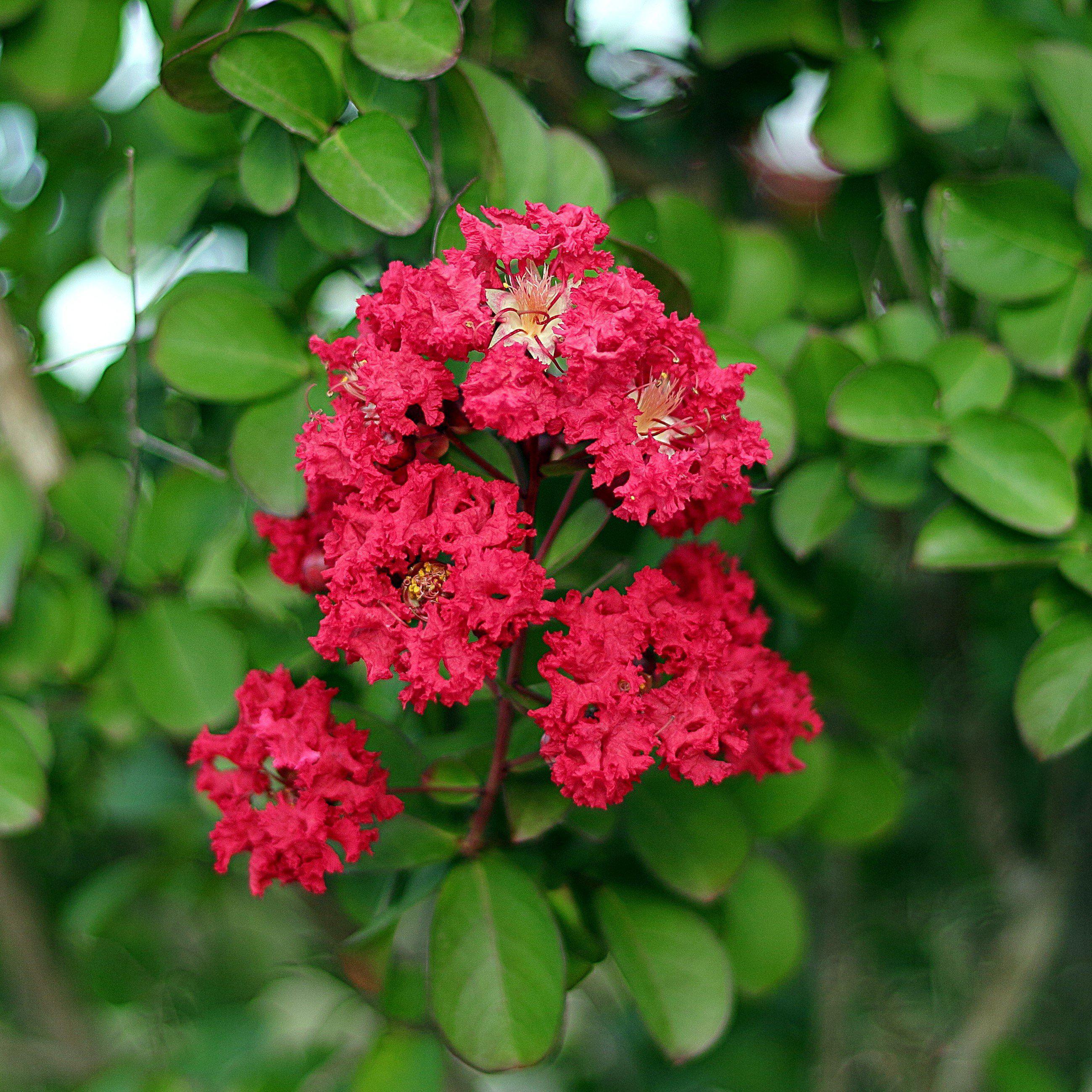 Ruffled Red Magic Crape Myrtle For Sale Online