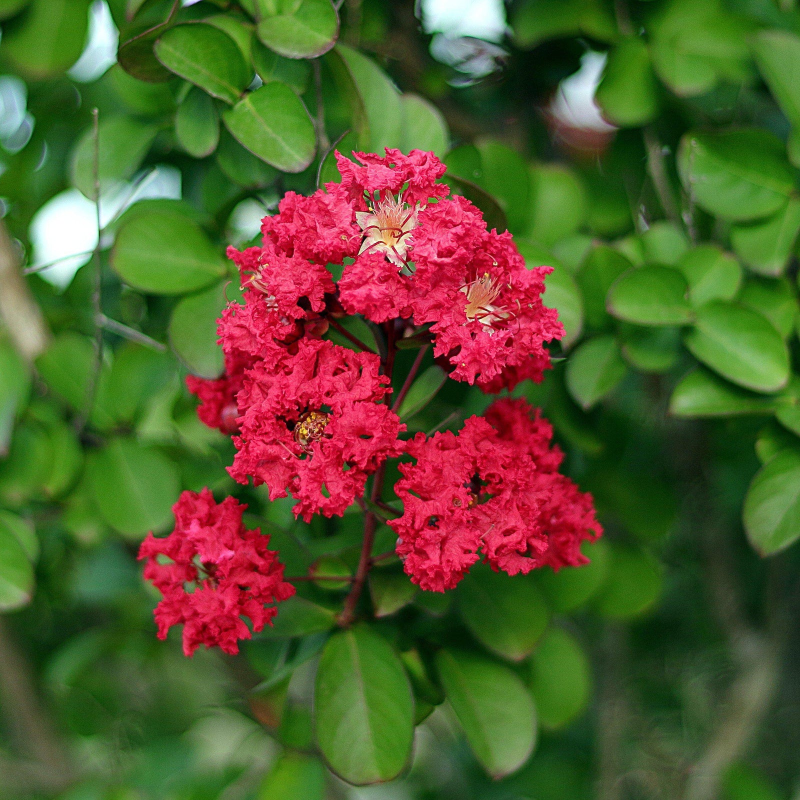Lagerstroemia 'PIILAG-VII' PP27,303 ~ Ruffled Red Magic™ Crape Myrtle - Delivered By ServeScape