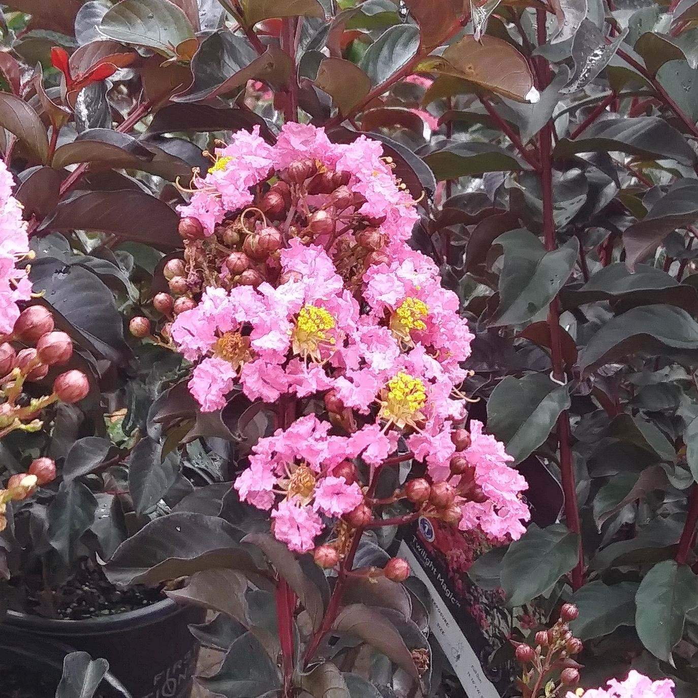 Lagerstroemia 'PIILAG-VIII' PP27,194 ~ Twilight Magic™ Crape Myrtle - Delivered By ServeScape