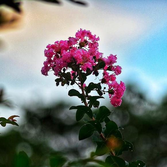 Lagerstroemia 'Plum Magic' PP23,518 ~ Plum Magic Crape Myrtle - Delivered By ServeScape