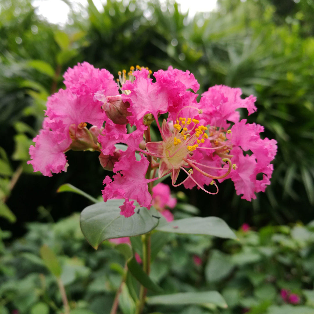 Lagerstroemia 'Purple Magic' PP23,906 ~ Purple Magic Crape Myrtle - Delivered By ServeScape