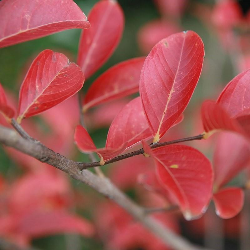 Lagerstroemia indica 'Biloxi' ~ Biloxi Crape Myrtle - Delivered By ServeScape