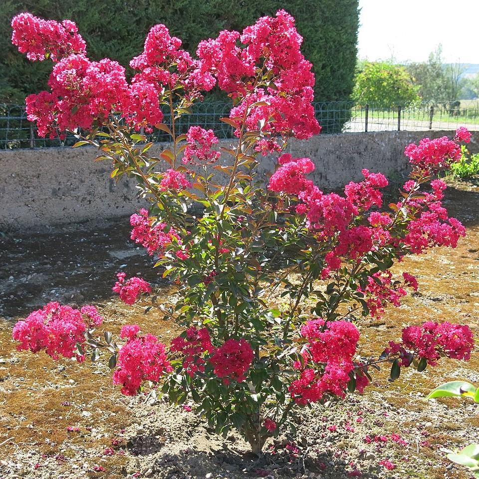 Lagerstroemia indica 'GAMAD VI' PP22,161' ~ Berry Dazzle® Dwarf Crape Myrtle-ServeScape