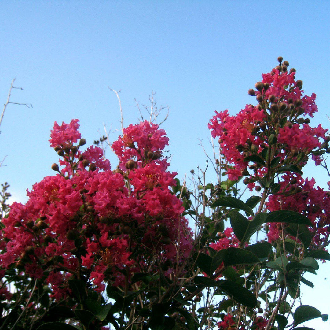 Lagerstroemia indica Miss Gail' ~ Miss Gail Crape Myrtle-ServeScape