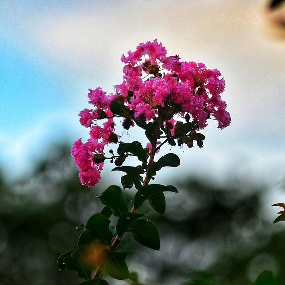 Lagerstroemia indica Miss Gail' ~ Miss Gail Crape Myrtle-ServeScape