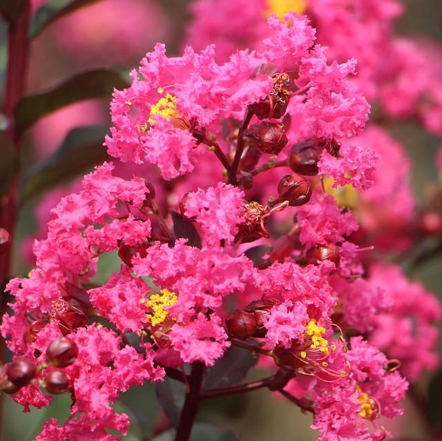 Lagerstroemia indica Miss Gail' ~ Miss Gail Crape Myrtle-ServeScape