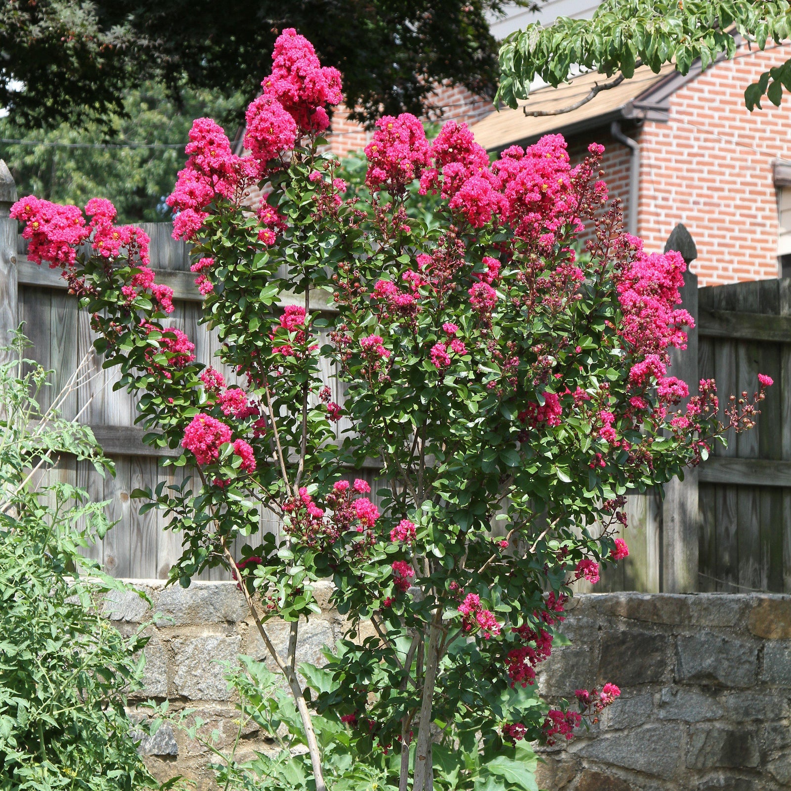 Lagerstroemia indica Miss Gail' ~ Miss Gail Crape Myrtle-ServeScape