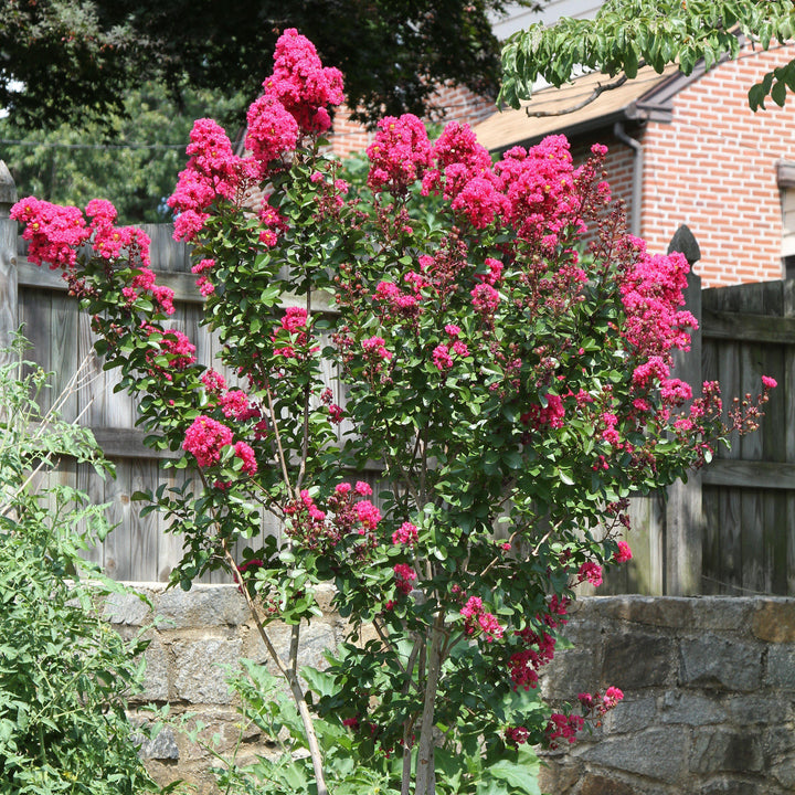 Lagerstroemia indica Miss Gail' ~ Miss Gail Crape Myrtle-ServeScape