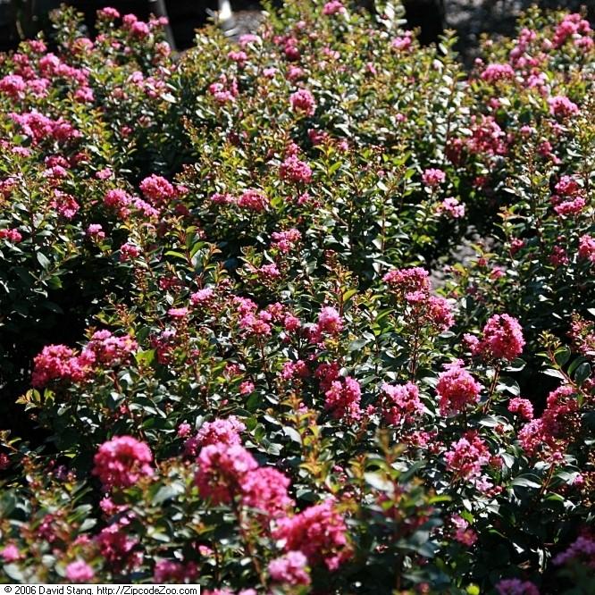 Lagerstroemia indica 'Pocomoke' ~ Pocomoke Crape Myrtle - Delivered By ServeScape