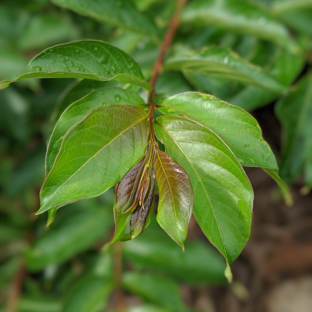 Lagerstroemia x 'Sarah's Favorite' ~ Sarah's Favorite Crape Myrtle-ServeScape